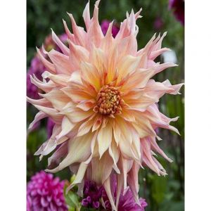 Dahlia g&eacute;ant d&eacute;coratif 'Penhill Watermelon' Bulbe calibre I