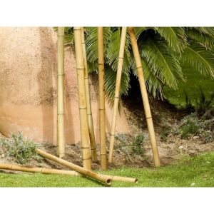 Suinga - Lot de 10 Tuteur D&eacute;coratif Bambou 180 cm, 35/40mm. Tuteurs Ronds en Bois, Piquets de Jardin, S&eacute;paration de pi&egrave;ce