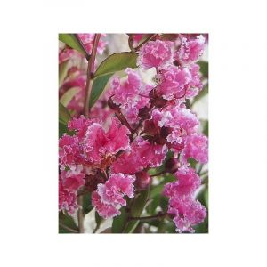 Lilas des Indes 'Berlingot Menthe' Pot de 3L/4L, Touffe