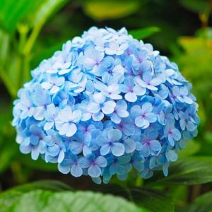 P&eacute;pini&egrave;res Naudet &ndash; Hortensia Macrophylle 'Nikko Blue' &ndash; Floraison bleue en sol acide &ndash; Hauteur 1-2m &ndash; Rusticit&eacute; jusqu'&agrave; -15&deg;C &ndash; Plante