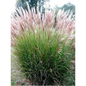 Eulalie, Roseau de Chine 'Gracillimus' Pot de 2L/3L