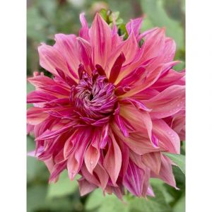 Dahlia d&eacute;coratif 'Dark Monarch' Bulbe calibre I