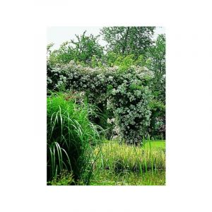 Rosier liane 'Seagull' Pot de 4L/5L