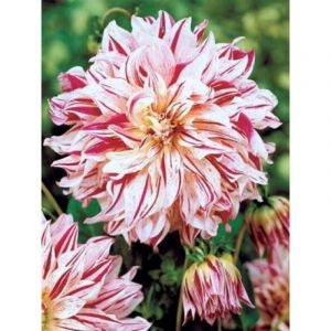 Dahlia Gpe G&eacute;ant d&eacute;coratif 'Bristol Stripe' Bulbe calibre I