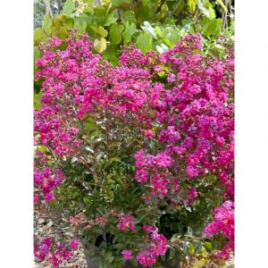 Lilas des Indes 'Terrasse Rose' Pot de 3L/4L