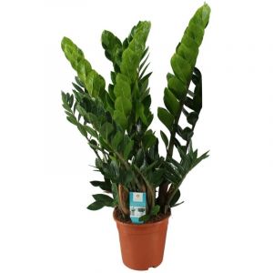 Plante d'int&eacute;rieur (Zamioculcas Zamiifolia) - &Oslash;21cm - ↕80cm&ndash; ComfortXL Green