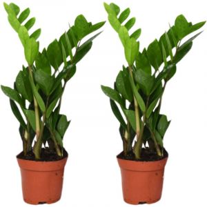 Plante Zamioculcas Zamiifolia (Plante ZZ) &ndash; Feuilles ovales vert fonc&eacute; luisantes, croissance en forme d'&eacute;ventail&ndash; ComfortXL Green