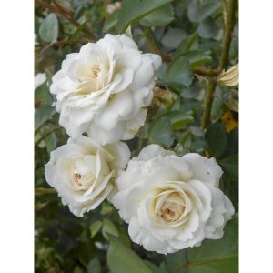 Rosier grimpant 'White New Dawn' Racines nues en motte