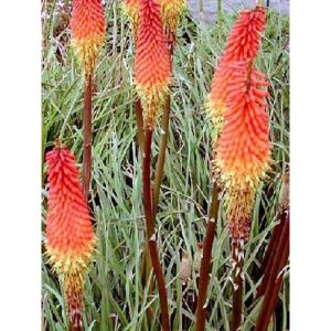 Tritoma 'Alcazar' Pot de 2L/3L