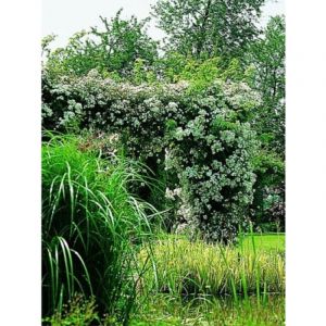 Rosier liane 'Seagull' Racines nues en motte