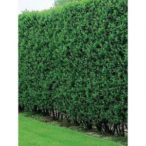 Tro&egrave;ne commun, Tro&egrave;ne d'Europe 'Atrovirens' Pot de 7,5L/10L