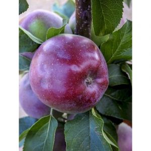 Pommier colonnaire 'Chinon Delcoblu' Pot de 7,5L/10L