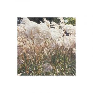Miscanthus, Roseau de Chine Malepartus/Lot de 5 godets