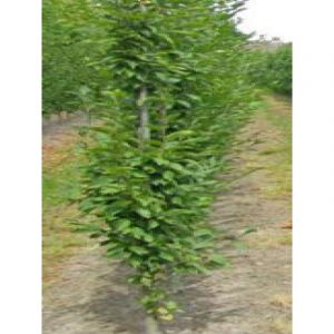 Charme colonnaire 'A. Beeckman' Pot de 3L/4L