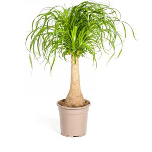 Beaucarnea Recurvata Stam &Oslash;21cm en pot &Oslash;21cm Hauteur 60cm. Plante verte type Beaucarnea Recurvata Stam &Oslash;21cm, livr&eacute;e en pot, id&eacute;ale pour int&eacute;rieur l
