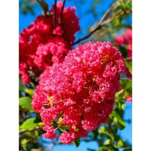 Lilas des Indes 'Rose Indien' Pot de 3L/4L