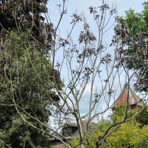 Catalpa commun pourpre, Catalpa bignonioides/Pot de 15L