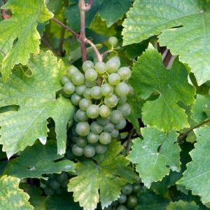 Pied de vigne Excelsior' Blanc - Vitis vinifera Excelsior' 120cm