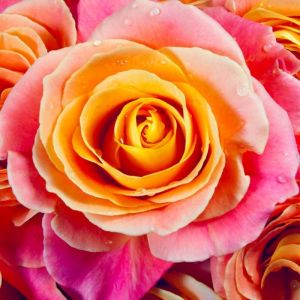 Rosier Tige 'Rochemenier Village'