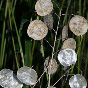4 x Monnaie du pape - Lunaria annua - godet 9x9 cm