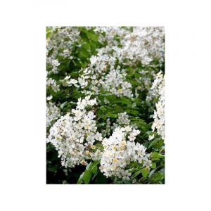 Rosier liane 'Kiftsgate' Pot de 4L/5L
