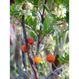 Arbousier, Arbre à fraises 'Compacta' Pot de 2L/3L