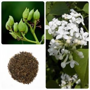 Lilas Blanc &ndash; Arbuste fleuri &ndash; 20 g &ndash; Parfum intense