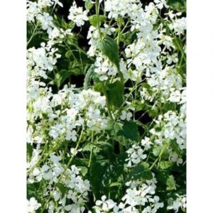 Monnaie du pape 'Alba' Godet de 8/9 cm