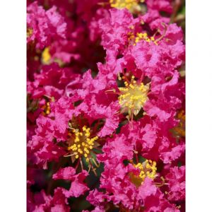 Lilas des Indes 'Bergerac' Pot de 3L/4L, Touffe