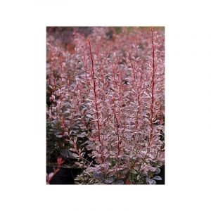 Épine-vinette de Thunberg 'Rosy Rocket' Pot de 2L/3L