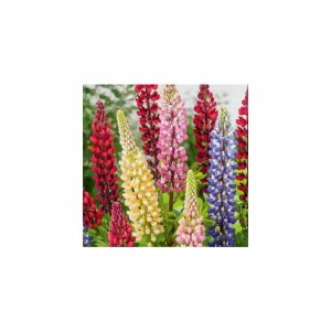 LUPIN POLYPHYLLE DE RUSSEL - 2 G - Graines