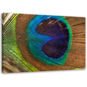 Tableau sur toile paon oiseau plume 60x40