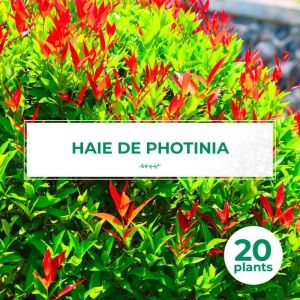 Pépinières Naudet - 20 Photinias (Photinia Fraseri 'Red Robin') - Haie de Photinia