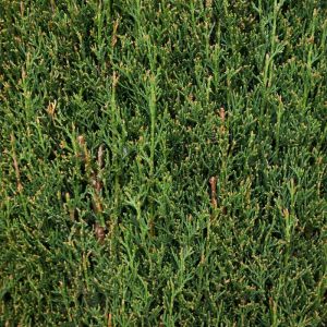 Cyprès de Provence Totem - Cupressus sempervirens Totem 80/100cm Pot 5L