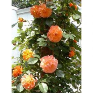 Rosier grimpant 'Westerland' Racines nues en motte