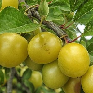 Prunier colonnaire Atlanta&reg;/Pot de 7,5L