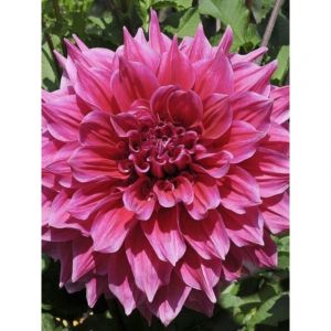 Dahlia g&eacute;ant d&eacute;coratif 'Emory Paul' Bulbe calibre I