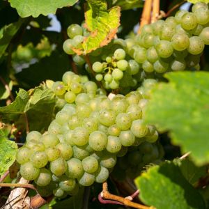 Pied de vigne Lakemont' Blanc - Vitis vinifera Lakemont' 120cm