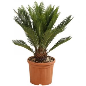 Cycas Cycas revoluta Pot 5L