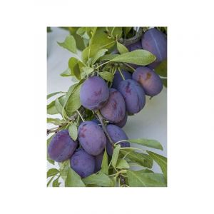 Prunier 'Quetsche Toronto' Pot de 6L/7L, Colonnaire