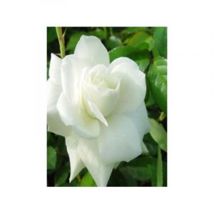 Rosier grimpant 'Iceberg Climbing' Pot de 4L/5L