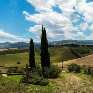 Cypr&egrave;s d'Italie Totem, Cypr&egrave;s de Provence/Pot de 18L