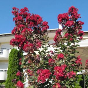 Lilas des Indes Terrasse Rouge, Lagerstroemia/Pot de 7,5L