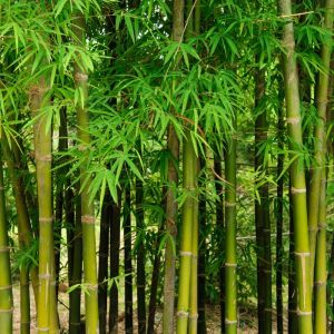 Bambou Fargesia robusta Campbell 100/120cm