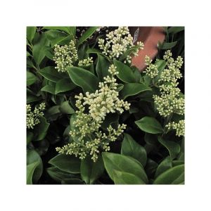 Tro&egrave;ne du Japon - Ligustrum japonicum en pot de 7,5L/10L