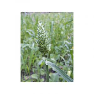 Alpiste des canaries le sachet de 700 graines (5g)
