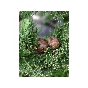 Cyprès d'Italie, de Provence 'Stricta' Pot de 30L/35L