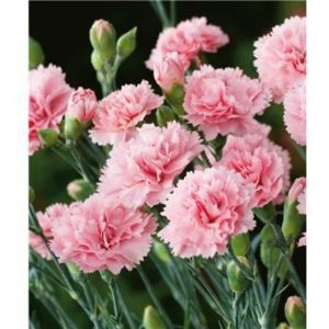 OEILLET VALDA WYATT PLANTE VIVACE - 3 GODETS - plante