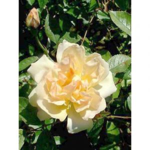 Rosier liane 'Phyllis Bide' Racines nues en motte