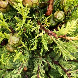 Cypr&egrave;s de Provence Totem - Cupressus sempervirens Totem 60/80cm Pot 3L